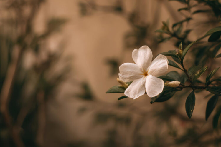Ayurveda Clinic Sharjah