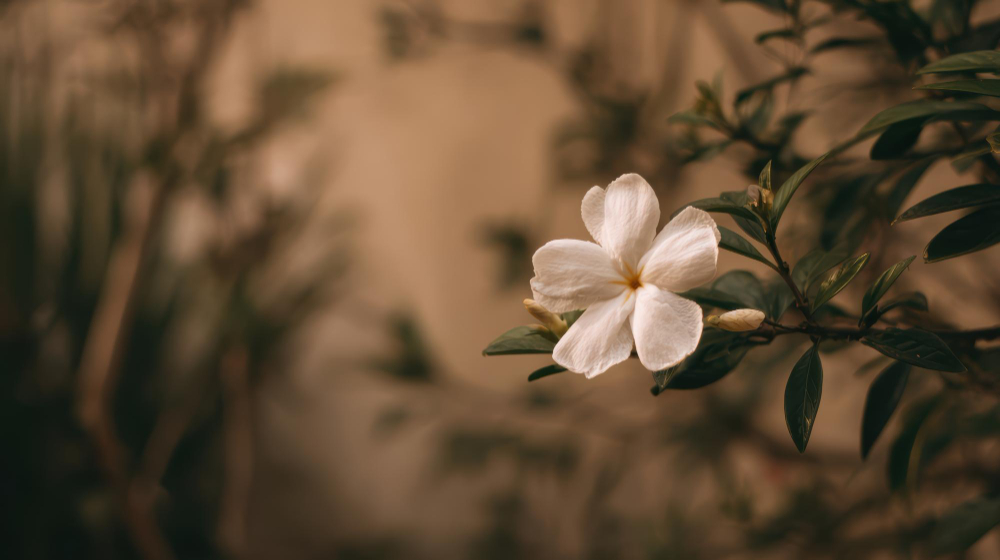 Ayurveda Clinic Sharjah