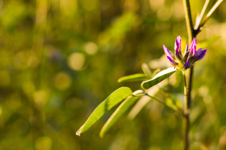 Ayurvedic Clinic in Sharjah