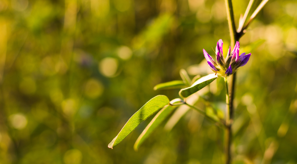 Ayurvedic Clinic in Sharjah